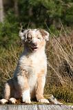 BERGER AUSTRALIEN PUPPIES 659